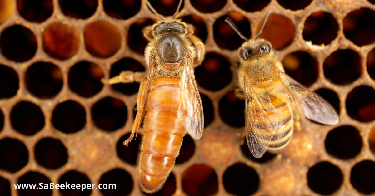 a queen honey bee and a worker honey bee on a comb