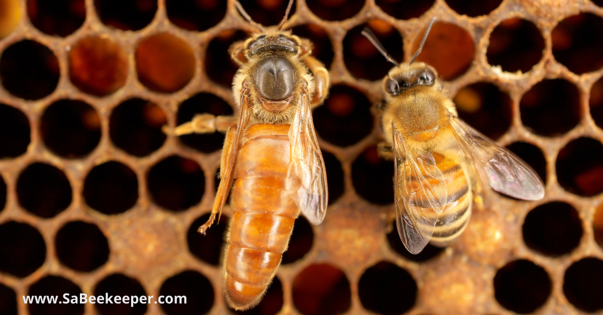 a queen honey bee and a worker honey bee on a comb
