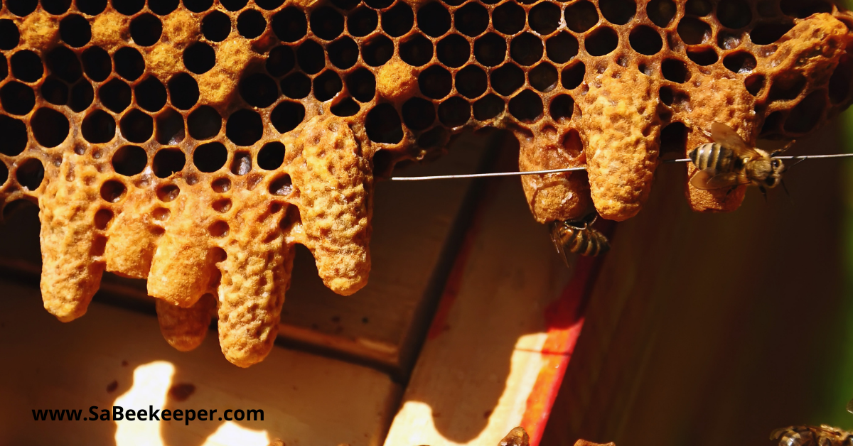 honey queen cells on a honey bee hive comb