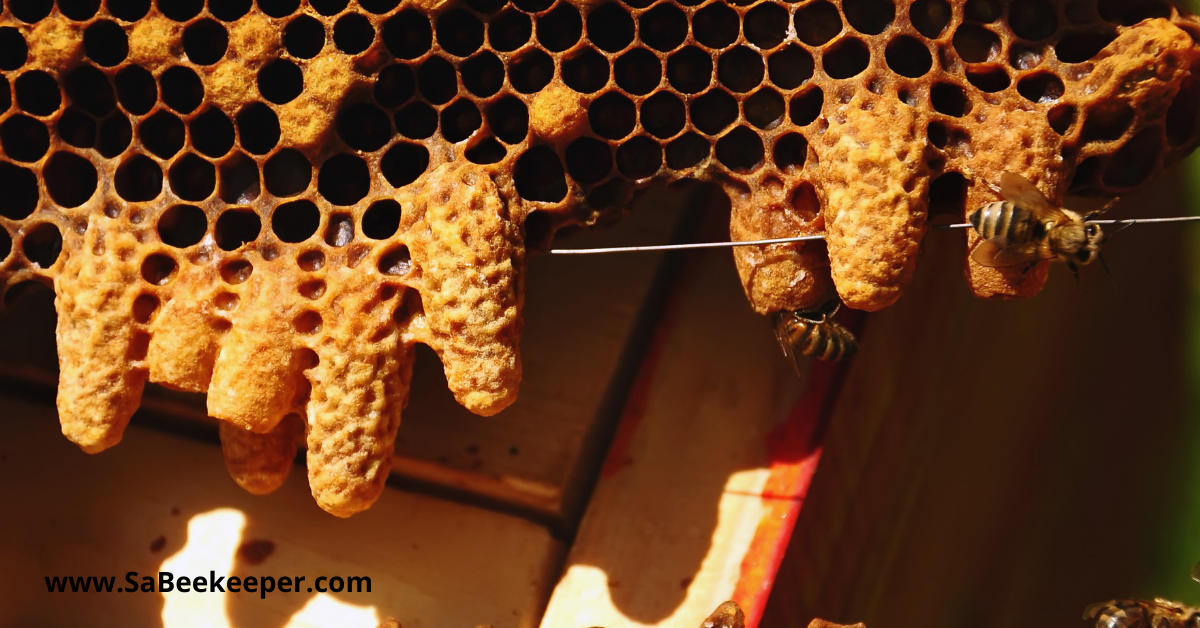 honey queen cells on a honey bee hive comb
