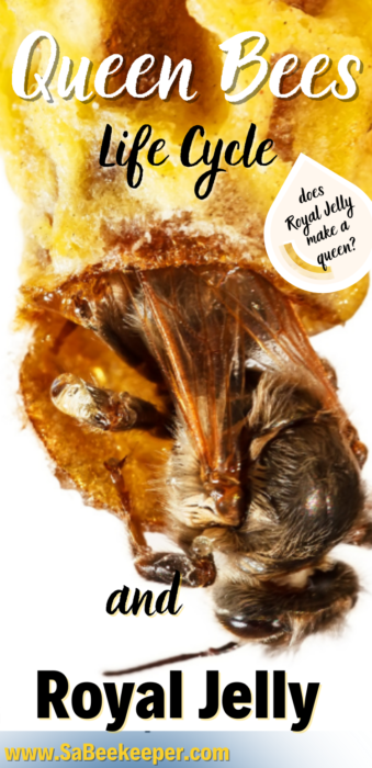 a pinterest post with queen honey bee hatching from her cell