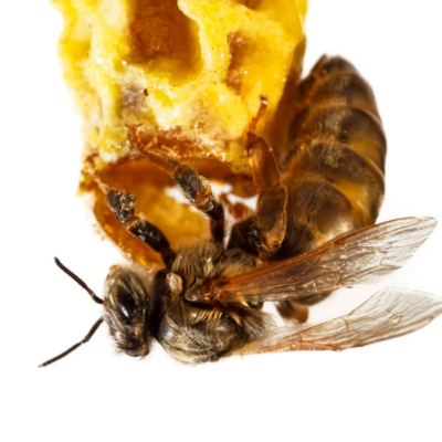 Queen Bees life cycle and Royal Jelly