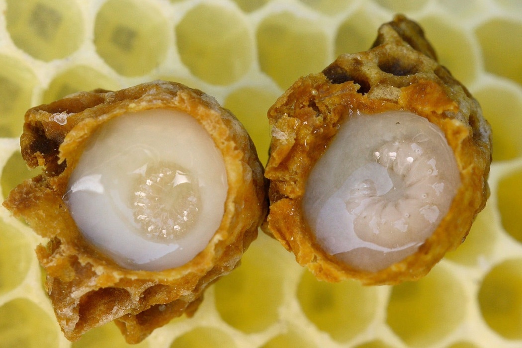 the queen bee cells with a larvae filled with royal jelly.