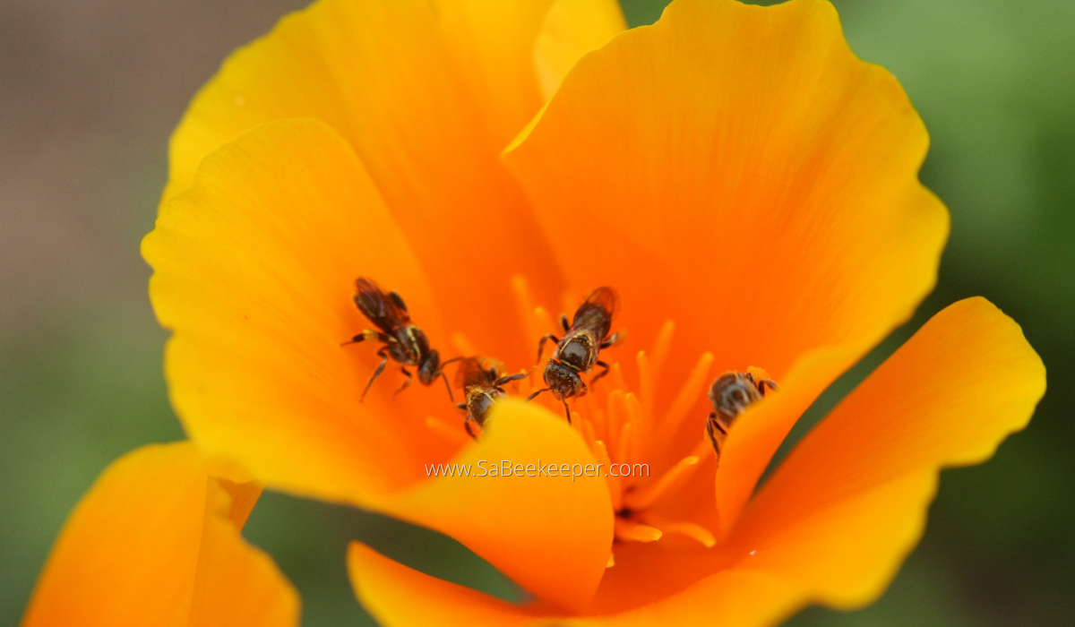 a few dark sweat bees on orange poppy flowers.