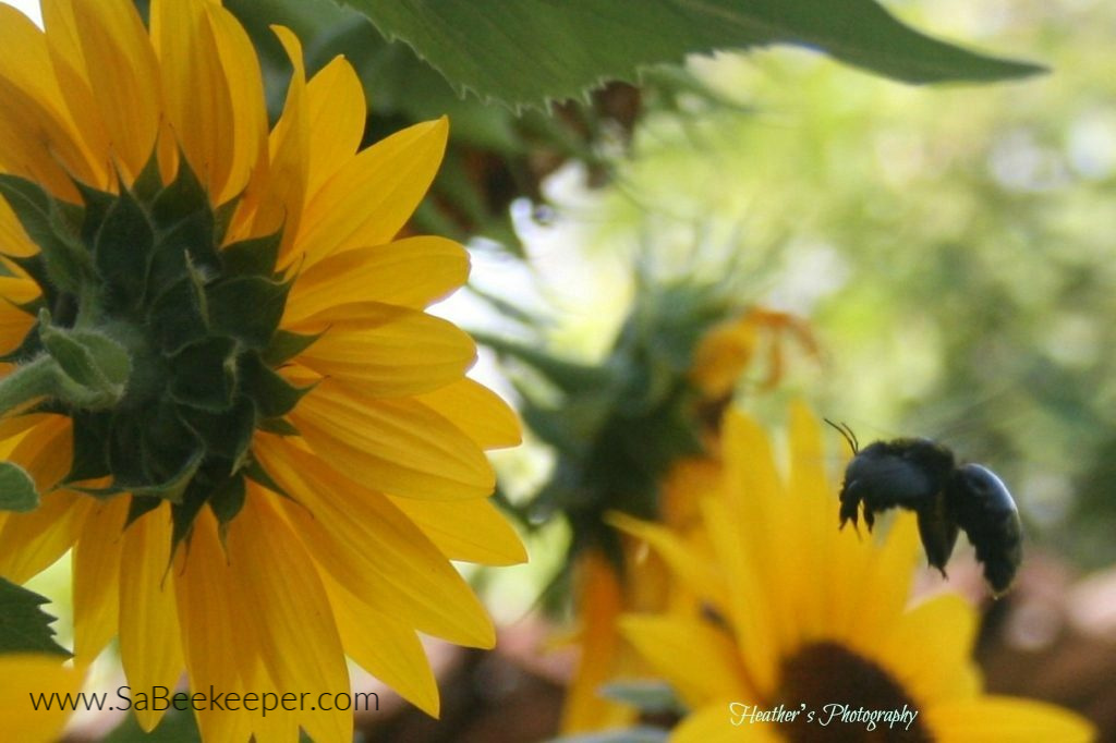 a carpenter bee landing on sunflowers