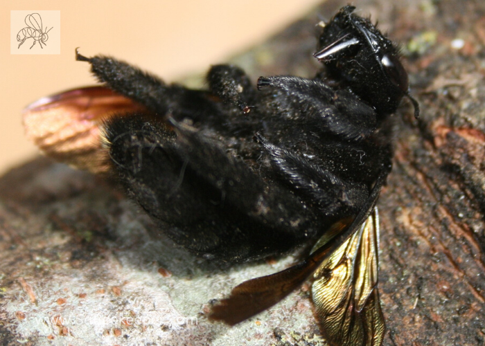 a dead black bumblebee found