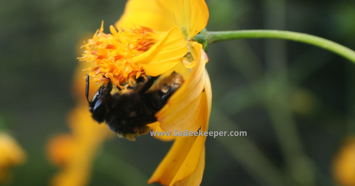 buff tailed bumblebee on a flower in the evening and her large black eyes