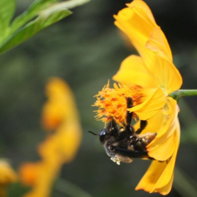 Buff Tailed Bumblebee on Cosmos