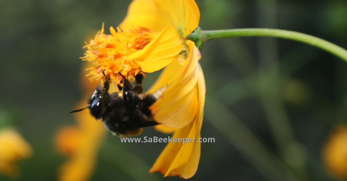 Buff tailed bumblebee napping on the cosmos flower hanging on it.