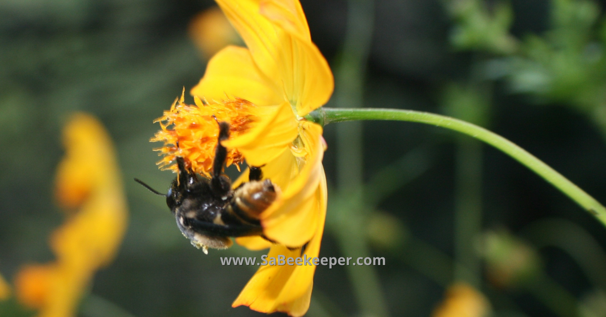 Yellow or ginger buff railed bumblebee on a cosmos flower