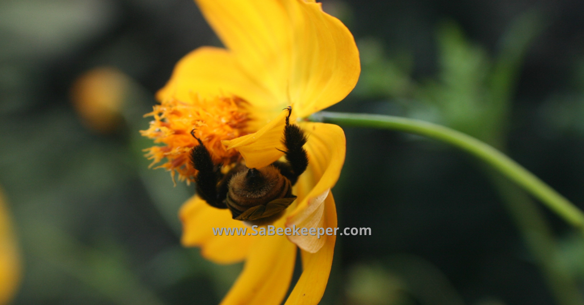 a buff yellow tailed bumblebee hanging on the cosmos flower napping