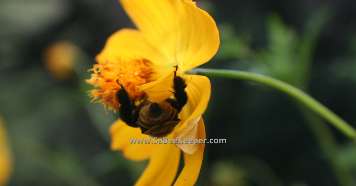 a buff yellow tailed bumblebee hanging on the cosmos flower napping 