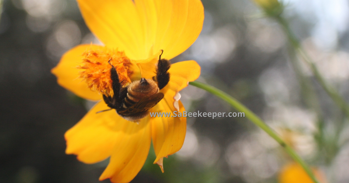 Yellow buff tailed and some stripes of the bumblebee on a flower