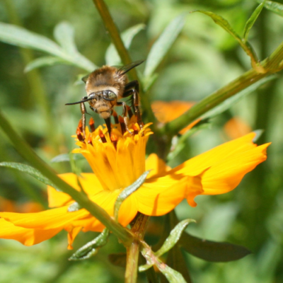 Garden Cosmos and SA Bumblebee Foraging.