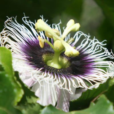 Pollination of Passion Fruit Flowers