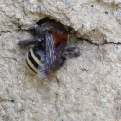 South American Bumblebee Nesting