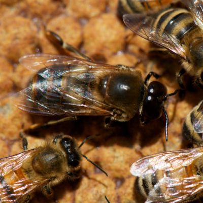 A Drone Bees Life Cycle