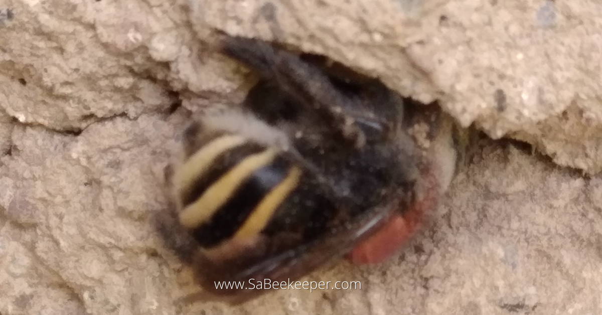 digging a hole in a wall for a nest is a south american bumblebee