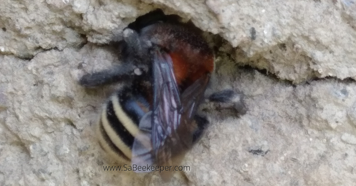 a bumblebee from south america digging a hole in a wall for a nest