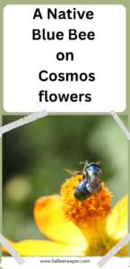 A Native Blue Bee on Cosmos flowers in South America Ecuador. There are a surprising number of species of bees found, colorful and they love cosmos.