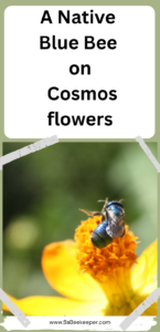 A Native Blue Bee on Cosmos flowers in South America Ecuador. There are a surprising number of species of bees found, colorful and they love cosmos.