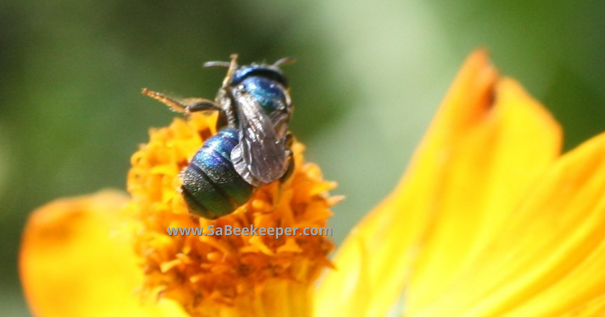 a native blue bee in Ecuadro SA