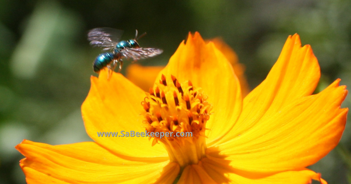 a blue bee flying off to another cosmos flower