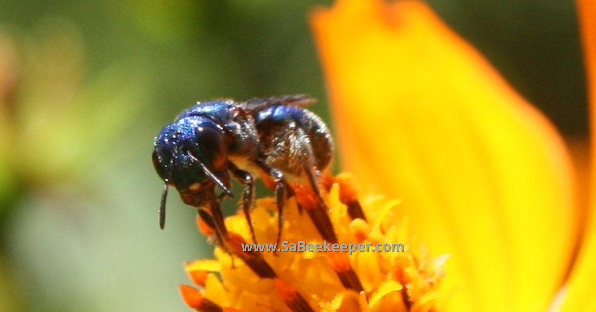 Close up of the face of this blue native bee and showing her eyes and coloring well