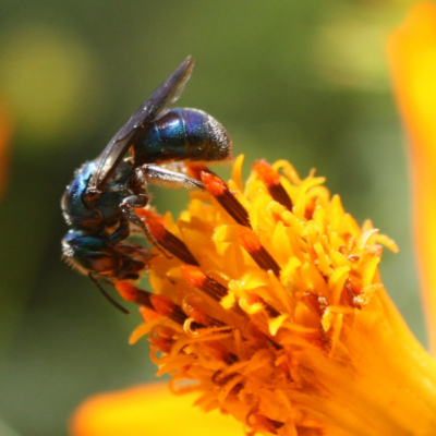 A Native Blue Bee on Cosmos flowers