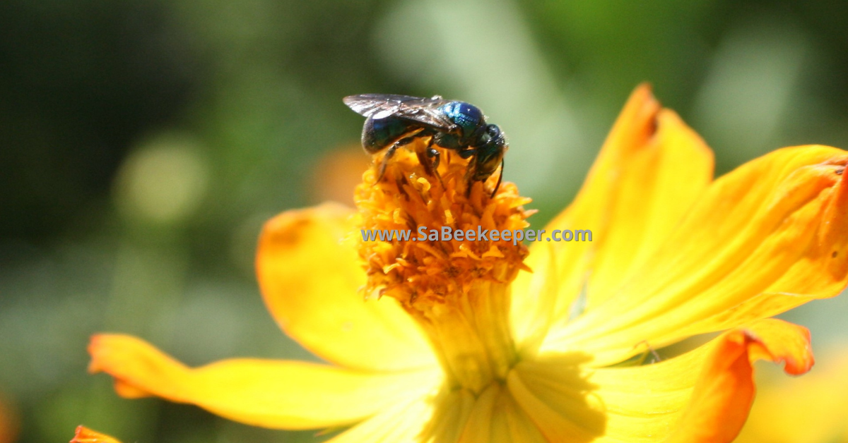 Cosmos flowers and a blue native bee