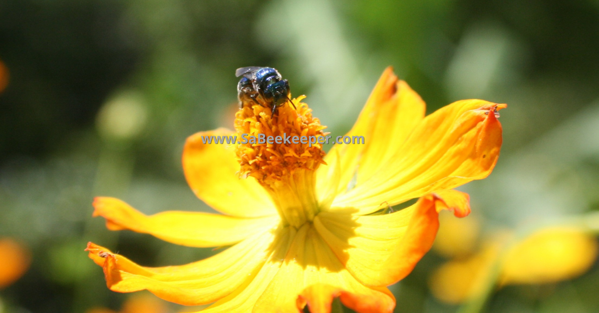 Blue native bee on cosmos flowers