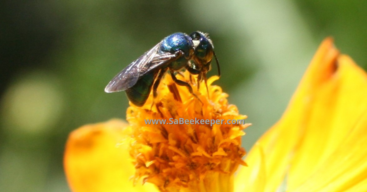 a closer up of the blue native bee on cosmos flowers