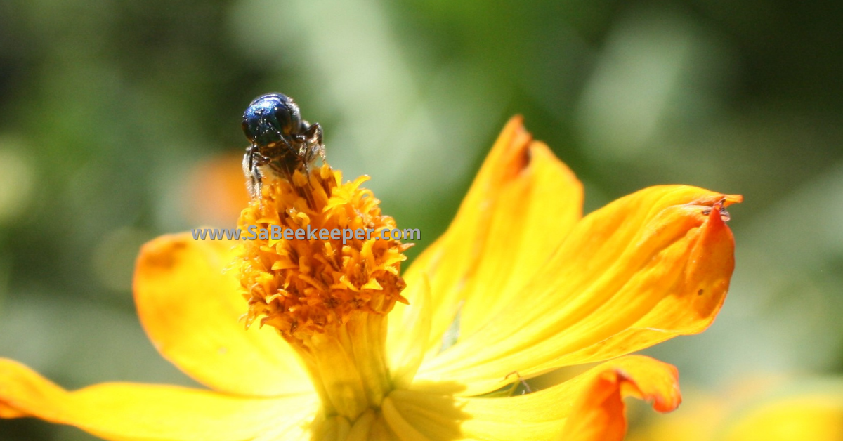 The face of this native blue bee on cosmos flowers