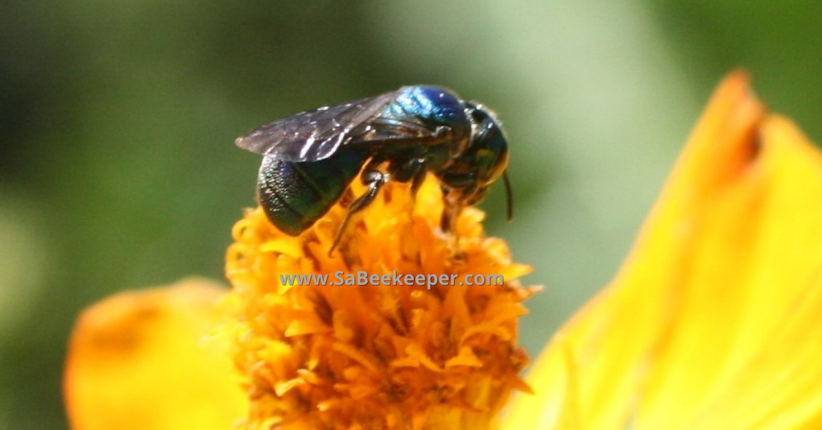 a full body close up of this native blue bee on cosmos