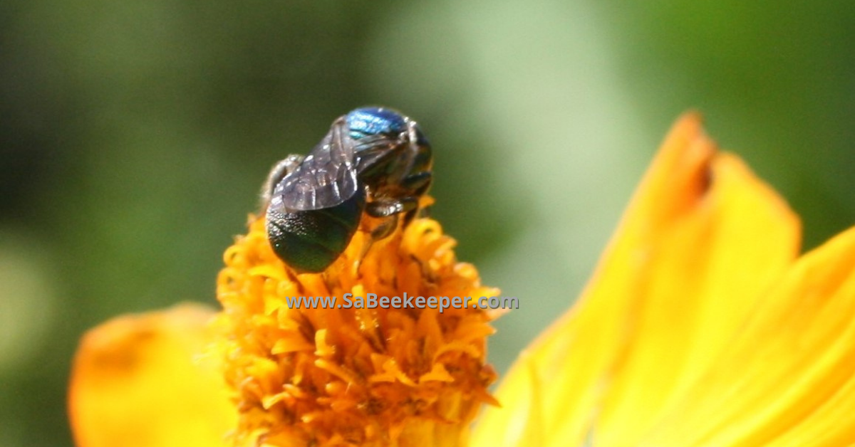 another photo of this blue native bee on cosmos in south america ecuador