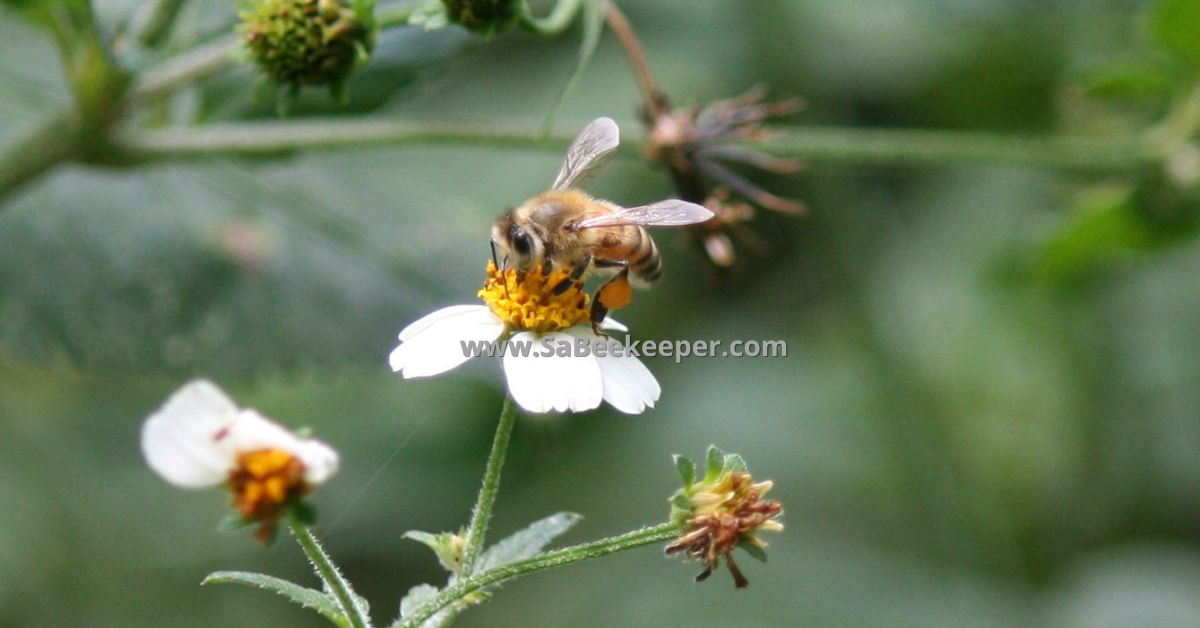 foraging honey bee on a black jack flower