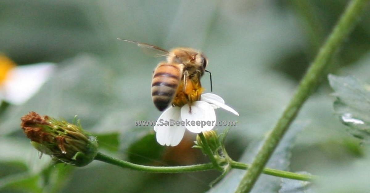 honey bee foraging on a small black jack white flower