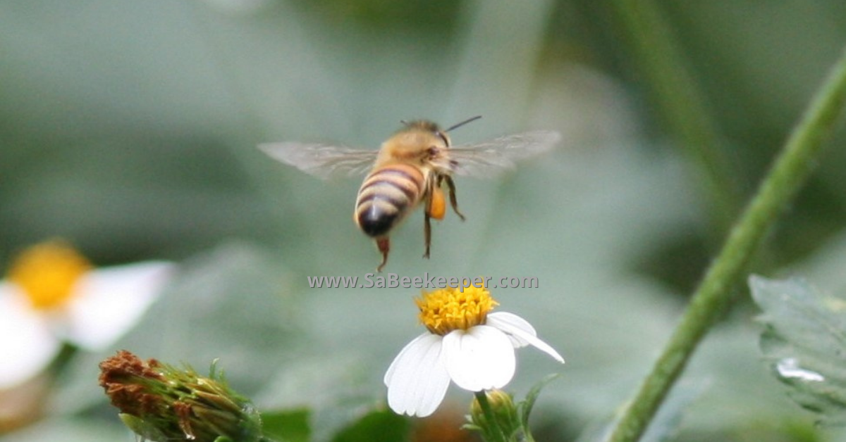 a pollen filled pollen baskets of a honey bee flying from flower to flower