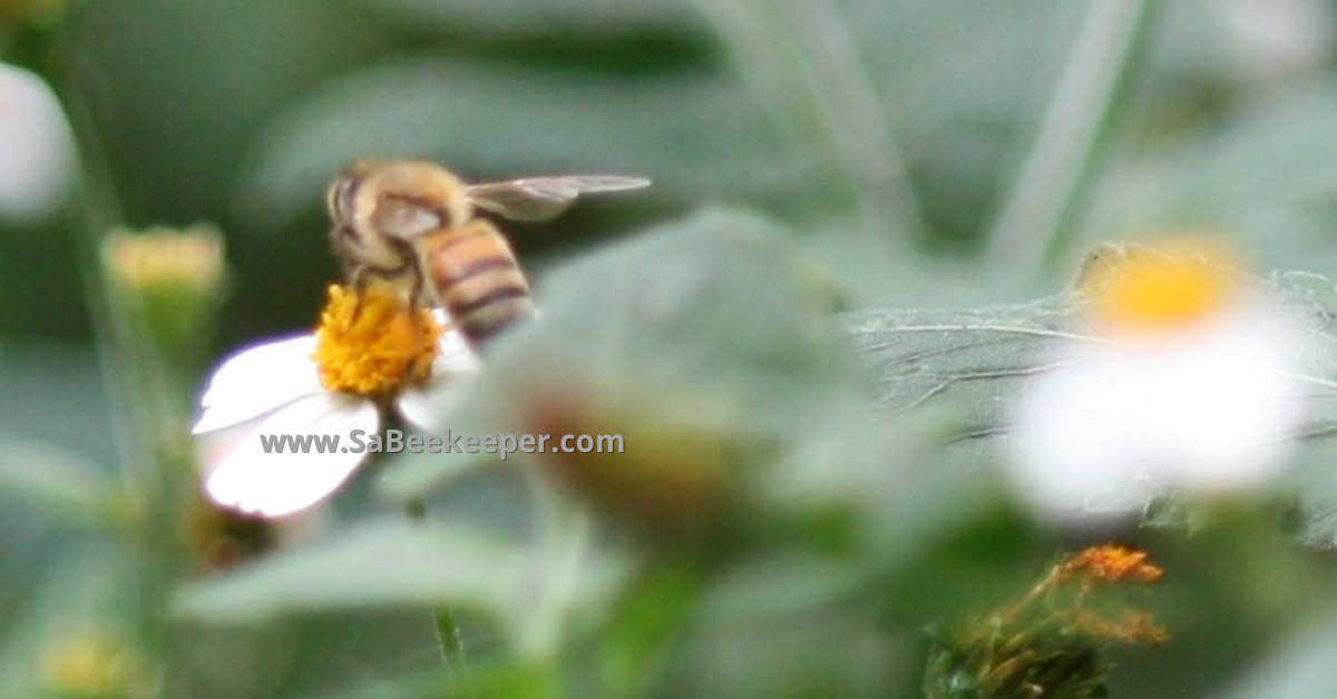 small flowers and some honey bees foraging on them