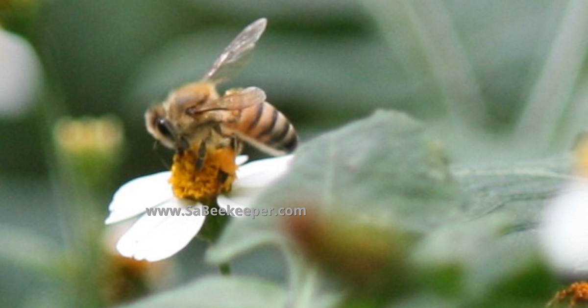 honey bee foraging on small flowers