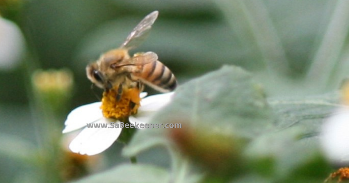 honey bee foraging on small flowers 