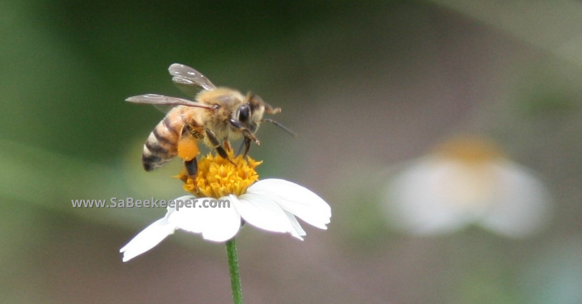 A black jack flower and an Ecuadorian honey bee foraging with pollen in her pollen baskets