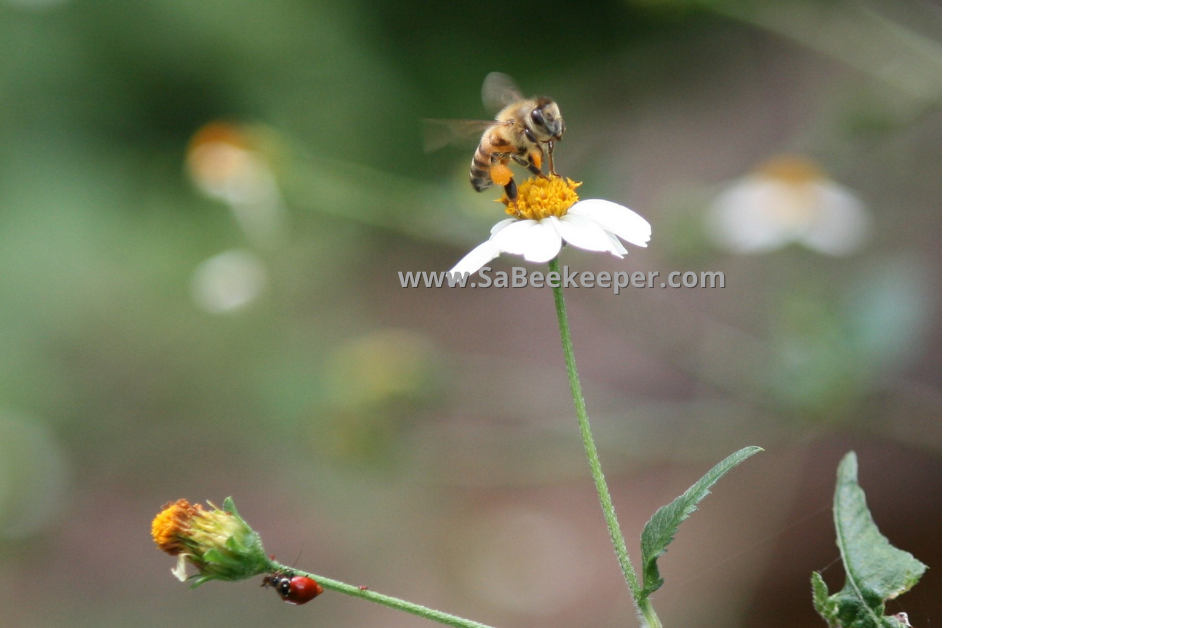 a red beatle on the stem of this black jack flower and honey bee full of pollen on the flowers