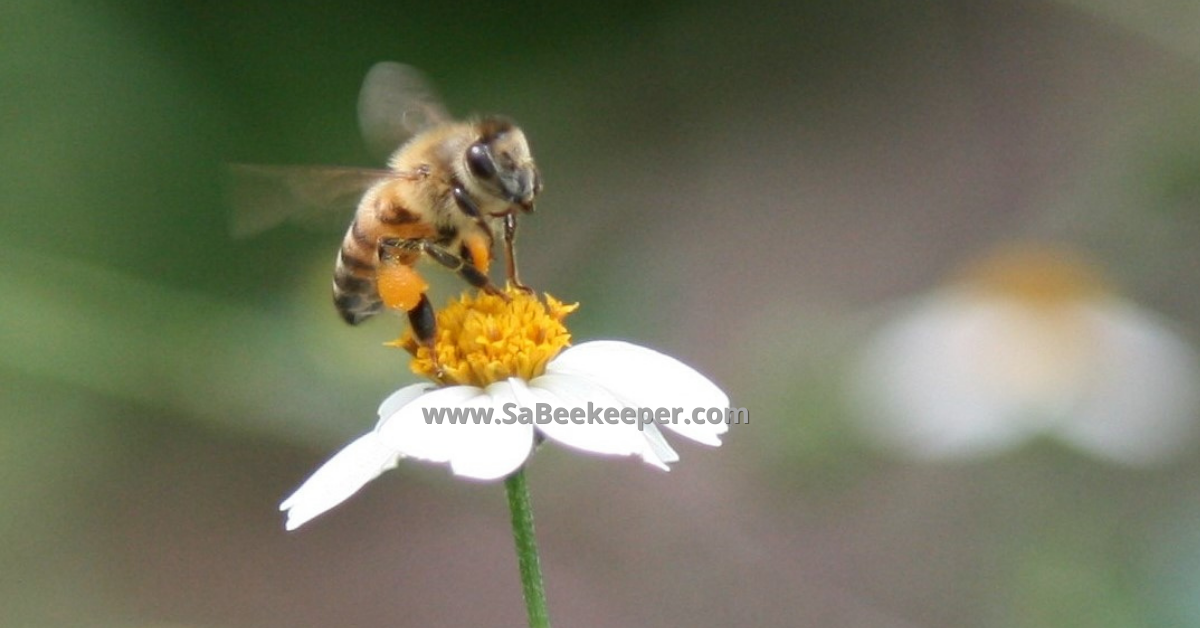 a honey bee taking off of a small flower with orange pollen in her pollen baskets