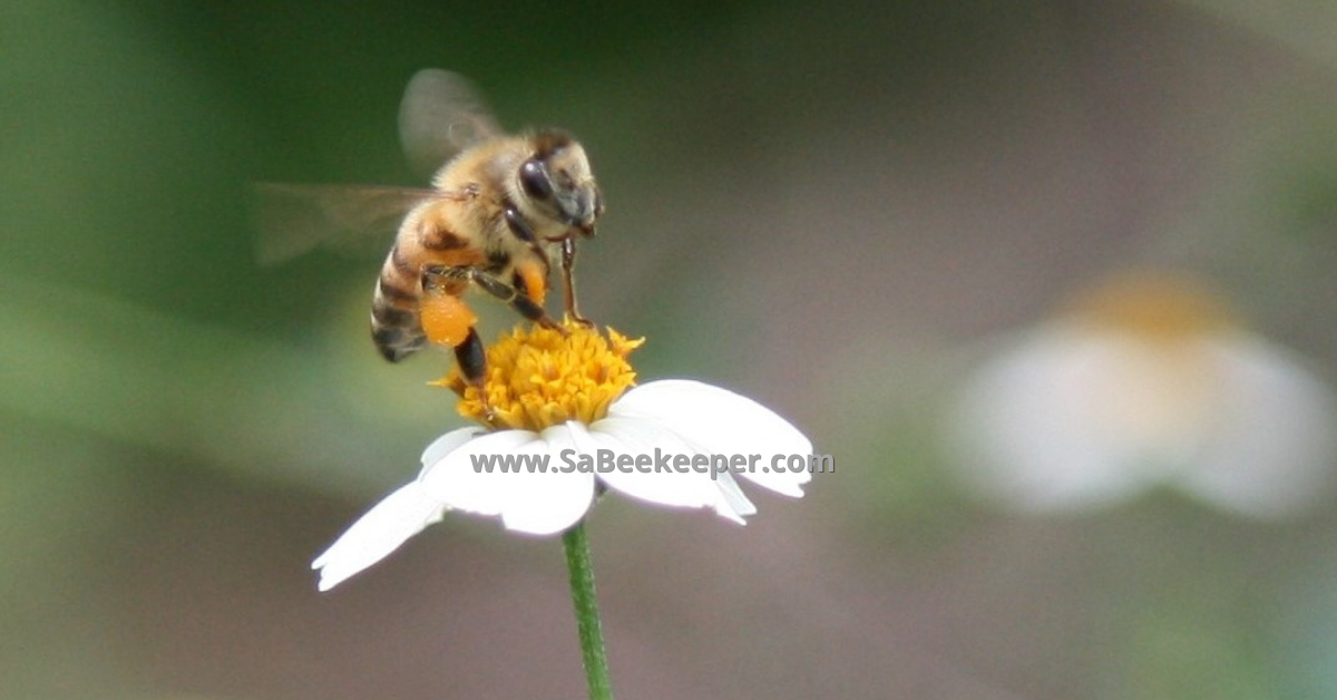 a honey bee taking off of a small flower with orange pollen in her pollen baskets 