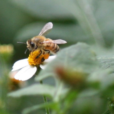 Foraging Honey Bees on Flowers