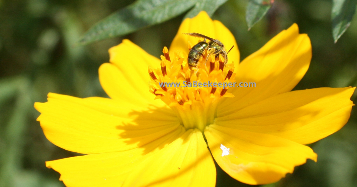 a yellow cosmos flower with a sweat bee foraging