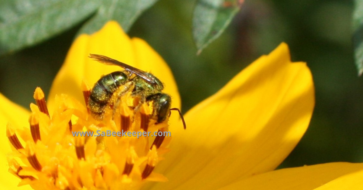 a view of the green sweat bee full of pollen