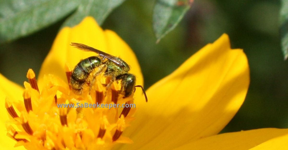 a view of the green sweat bee full of pollen 