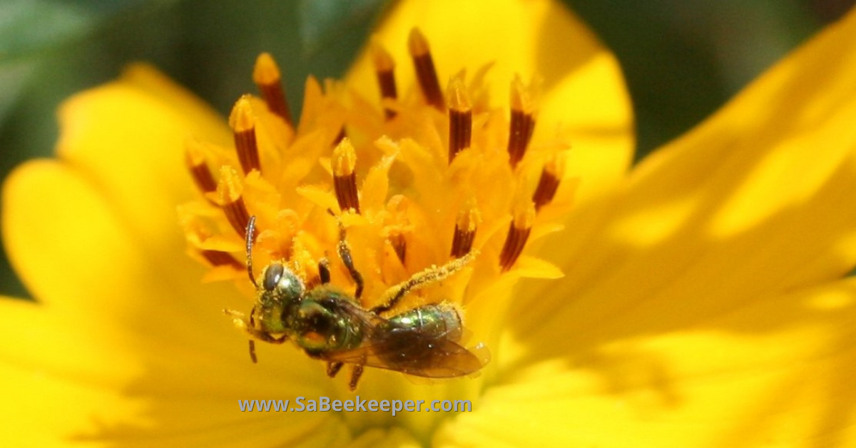 Green metallic sweat bee on cosmos